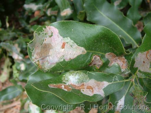 Macadamia leaf miner_2 